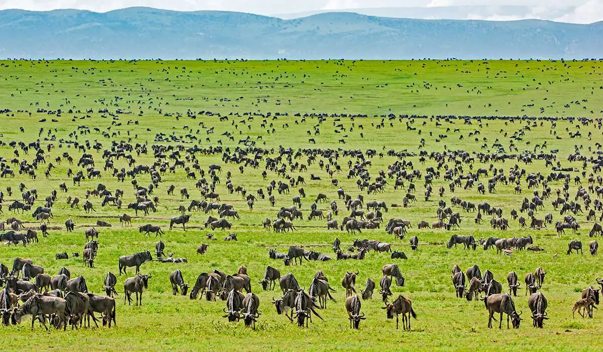 6 -Days Luxury + Tanzania Premium Safari