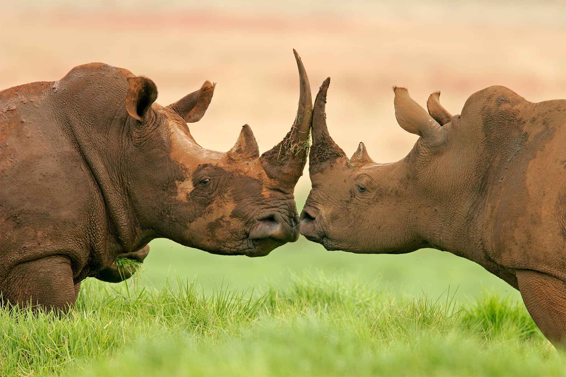 7-Day Honeymoon Mid-Range Tarangire, Crater & Serengeti Tanzania Safari