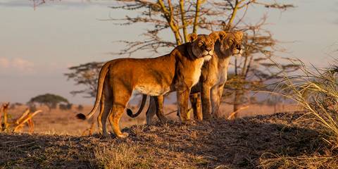 7-Day Honeymoon Mid-Range Tarangire, Crater & Serengeti Tanzania Safari