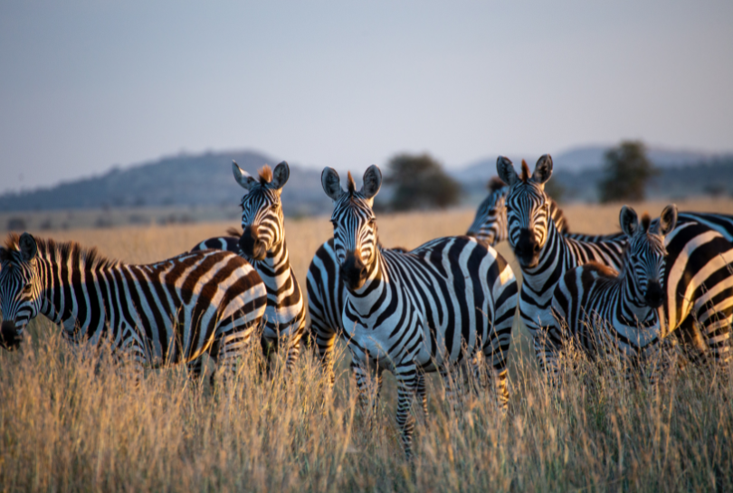 7-Day Luxury All-Inclusive Epic Safari