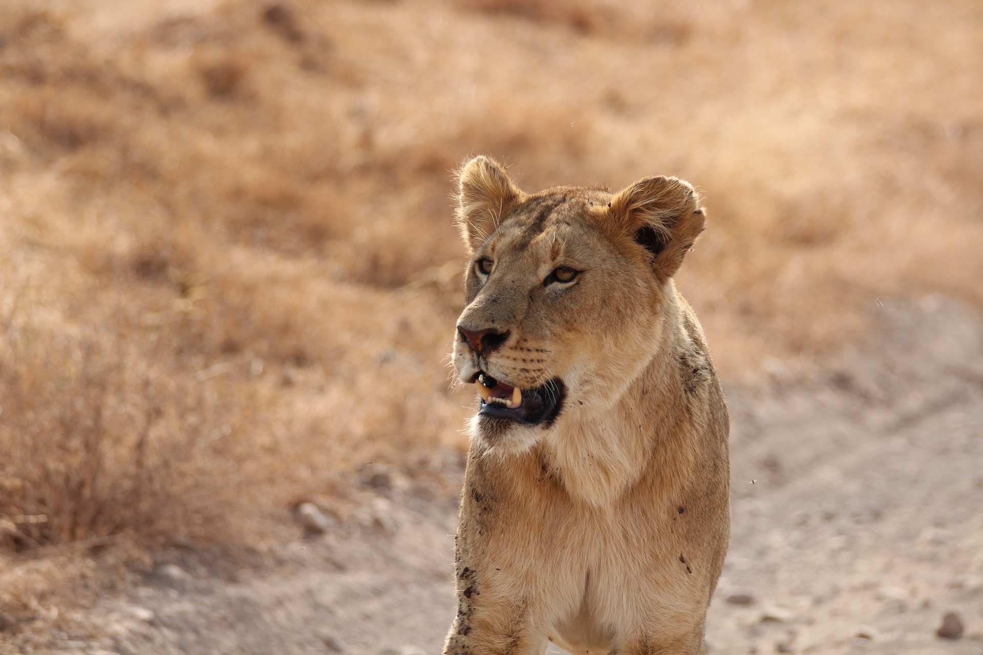 7-Day Luxury All-Inclusive Epic Safari