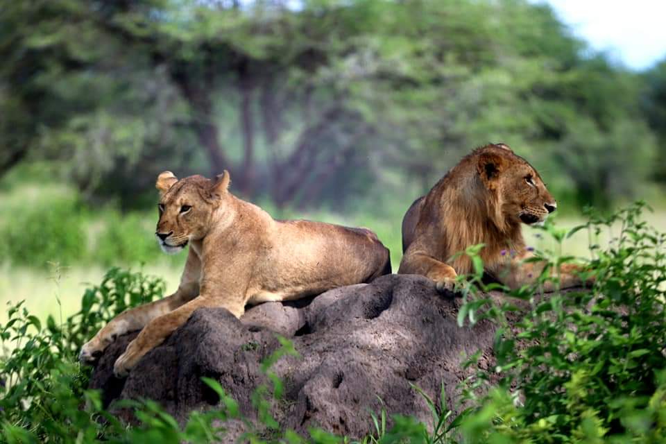7-Day Luxury All-Inclusive Epic Safari