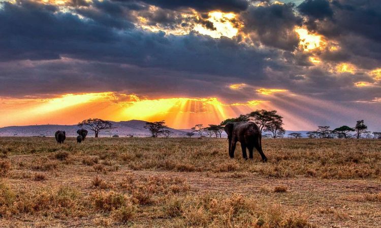 7- Day Mid- Range Epic Adventure ( Serengeti 3 Nights)