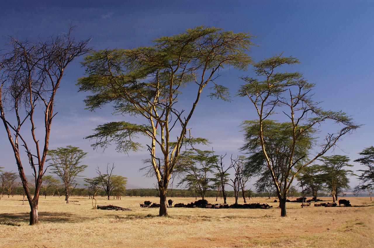 7 Days 6 Nights Samburu – Lake Nakuru – Masai Mara Kenya Safari