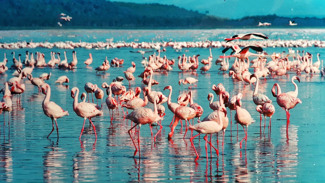 8 Day 7 Nights Samburu Nakuru Naivasha Masai Mara Safari