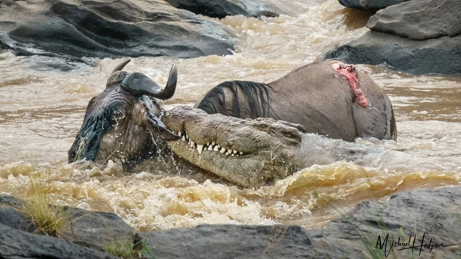 8- Day Mid-Range Mara River Great Migration ( July- October)