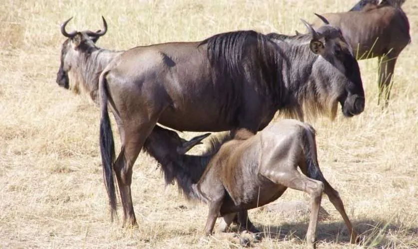 8- Day Mid-Range Mara River Great Migration ( July- October)