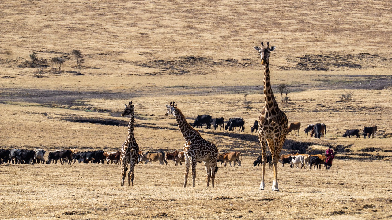 8 Days 7 Nights Nairobi-Maasai Mara-Naivasha-Amboseli Safari