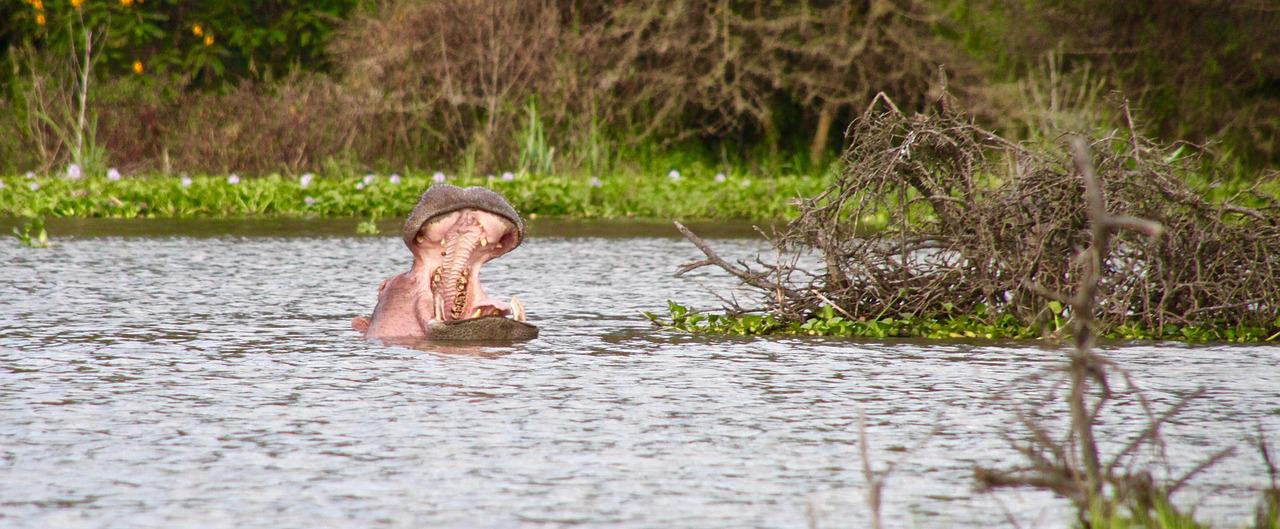 8 Days 7 Nights Nairobi-Maasai Mara-Naivasha-Amboseli Safari
