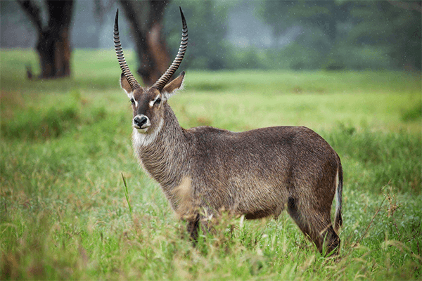 8 Days Best Of Kenya Safaris