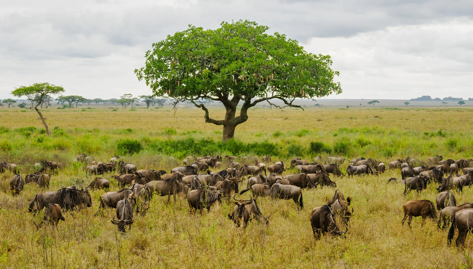 8- Days Great Wildebeest - Mara River Crossings Serengeti Migration