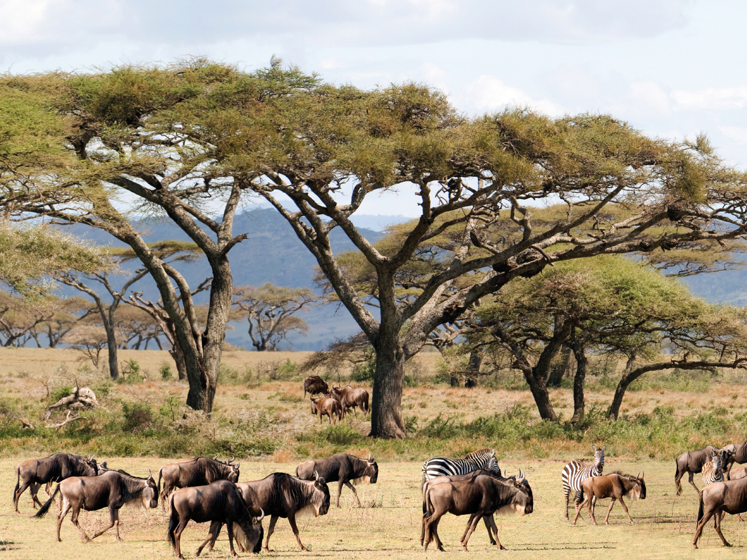 8- Days Great Wildebeest - Mara River Crossings Serengeti Migration