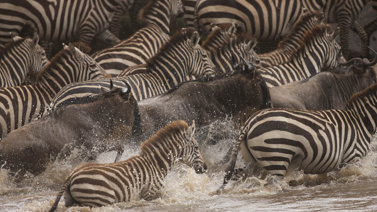 8- Days Great Wildebeest - Mara River Crossings Serengeti Migration