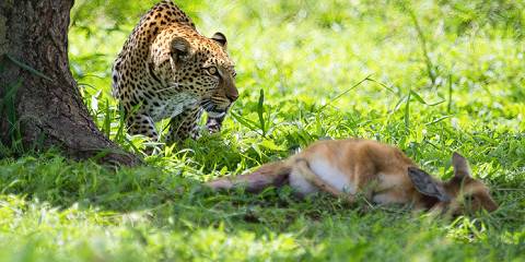 8 Days Kenya Highlands To Savannah Safari