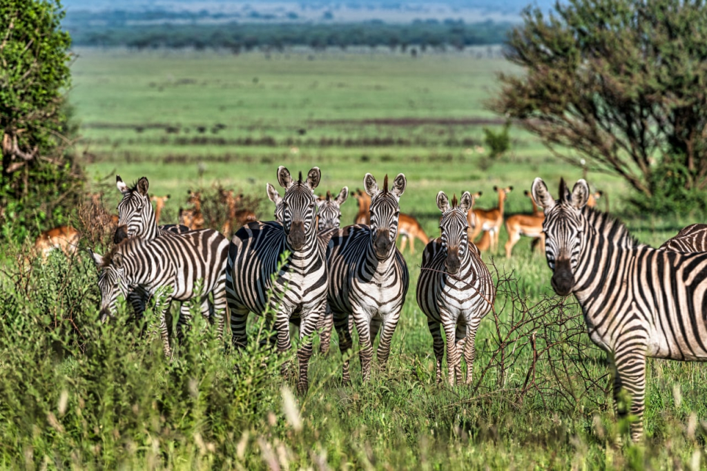 8 Days Kenya Highlands To Savannah Safari