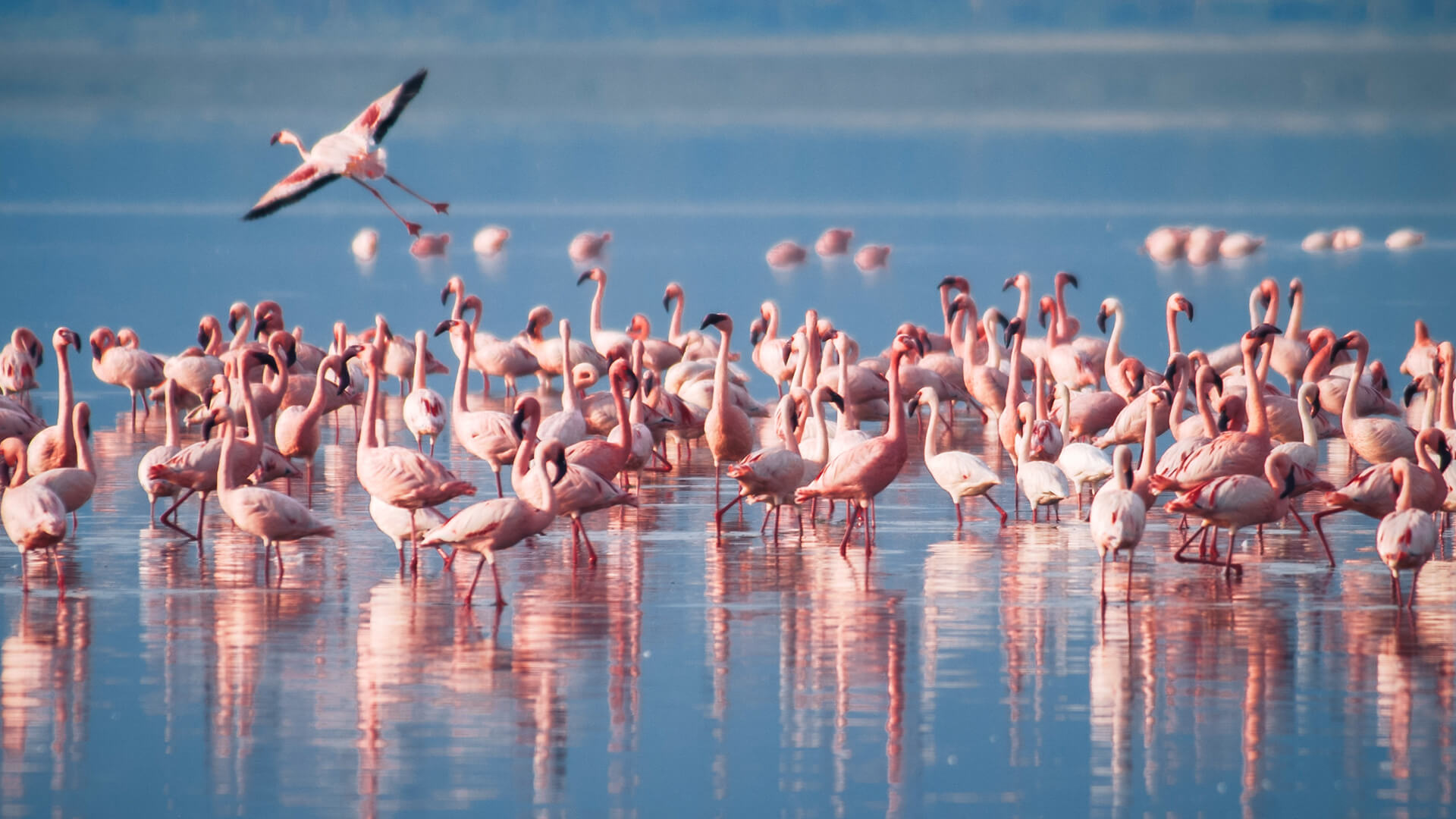 Discover The Unexpected - 7 Days Tanzania Wilderness Safari