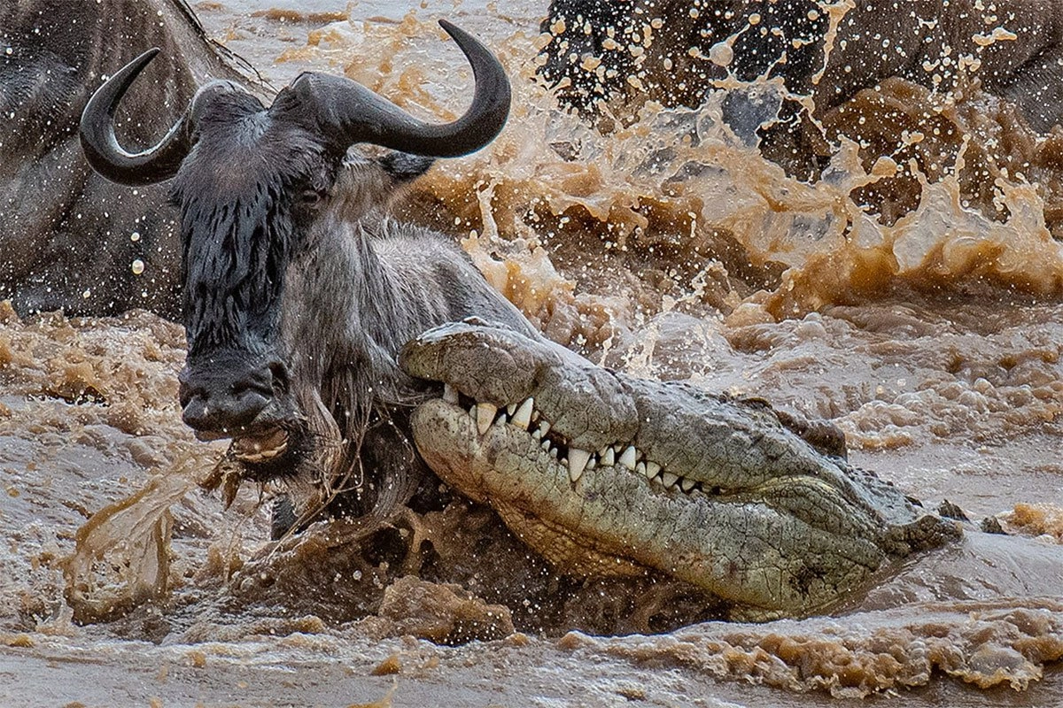 Masai Mara Wildebeests Migration 2026